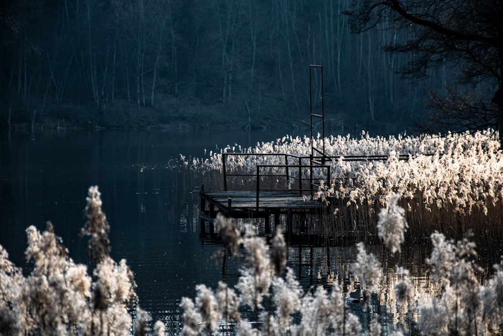 white and brown trees near body of water during daytime