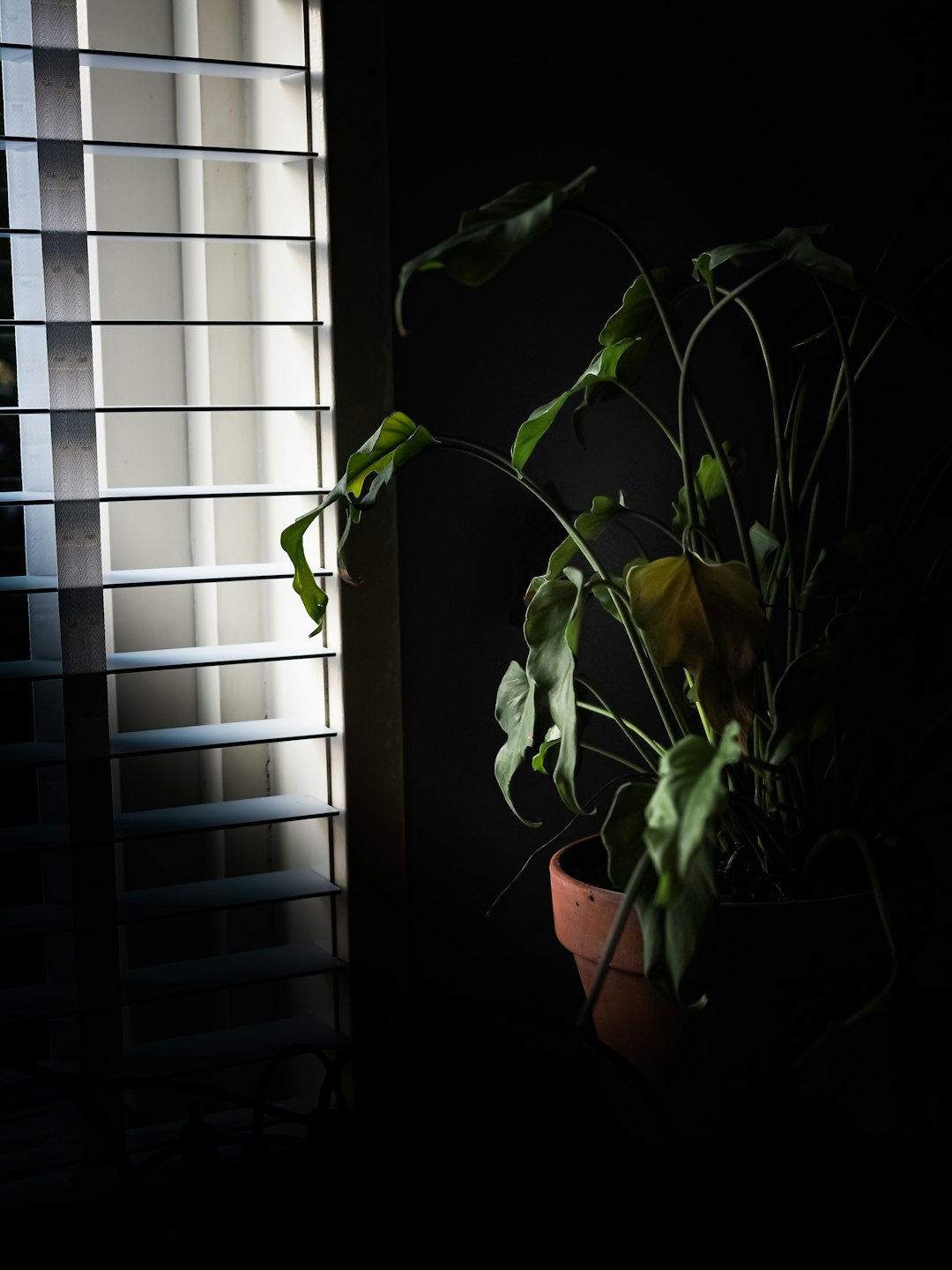 green plant on brown clay pot