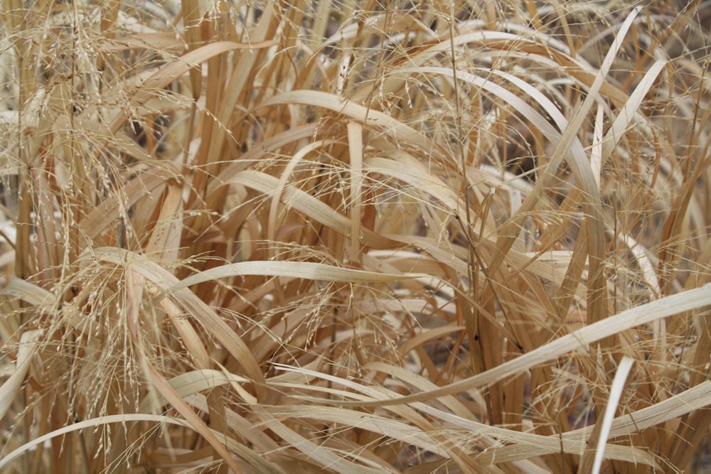 brown wheat field during daytime