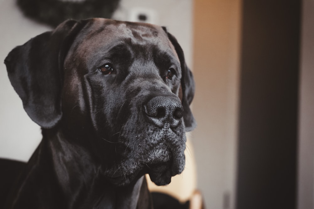 Schwarzer Labrador Retriever in Nahaufnahmen