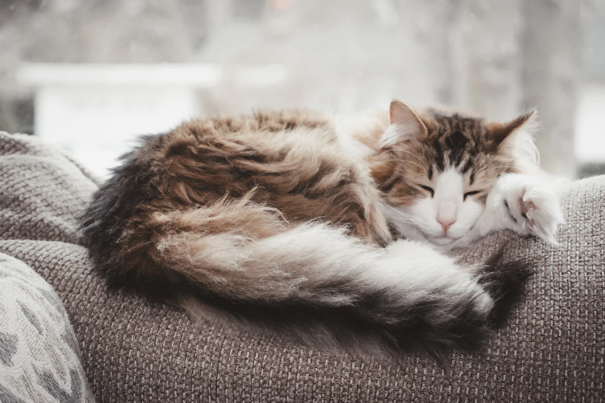 Fluffy cat sleeping on a sofa