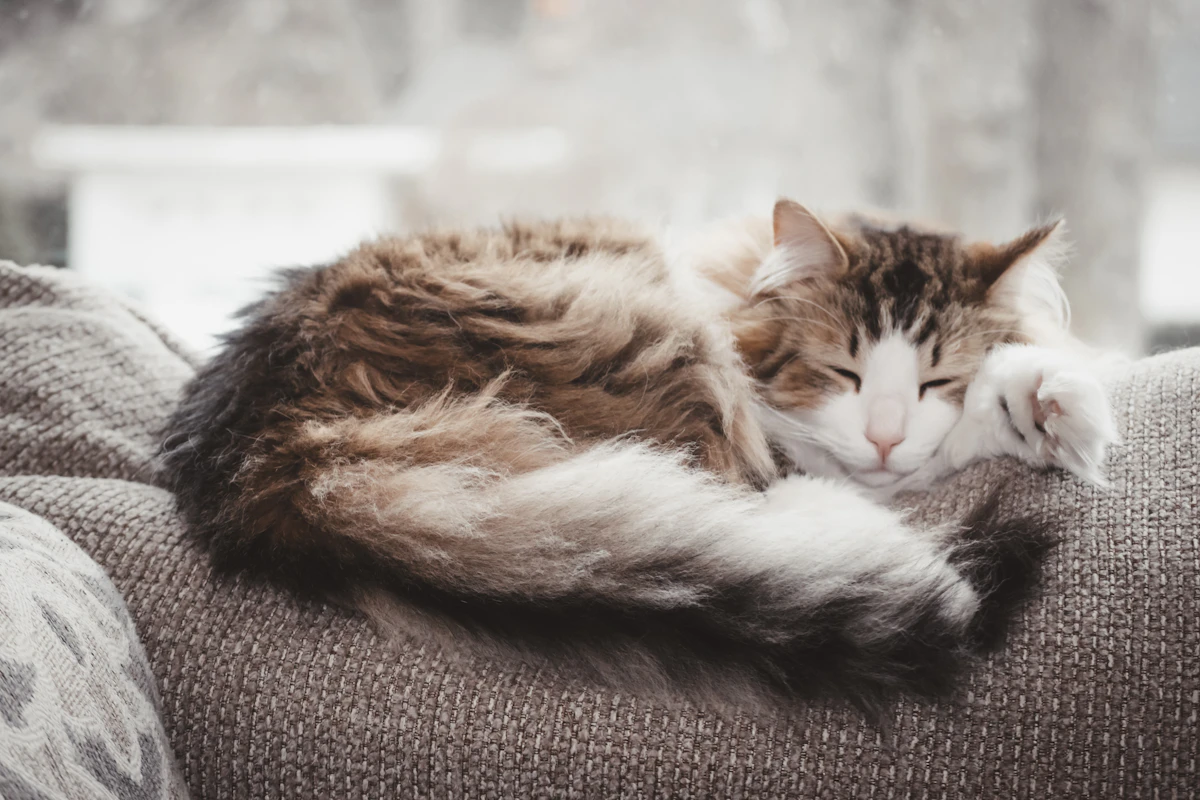Gato mayor de pelo gris descansando tranquilo