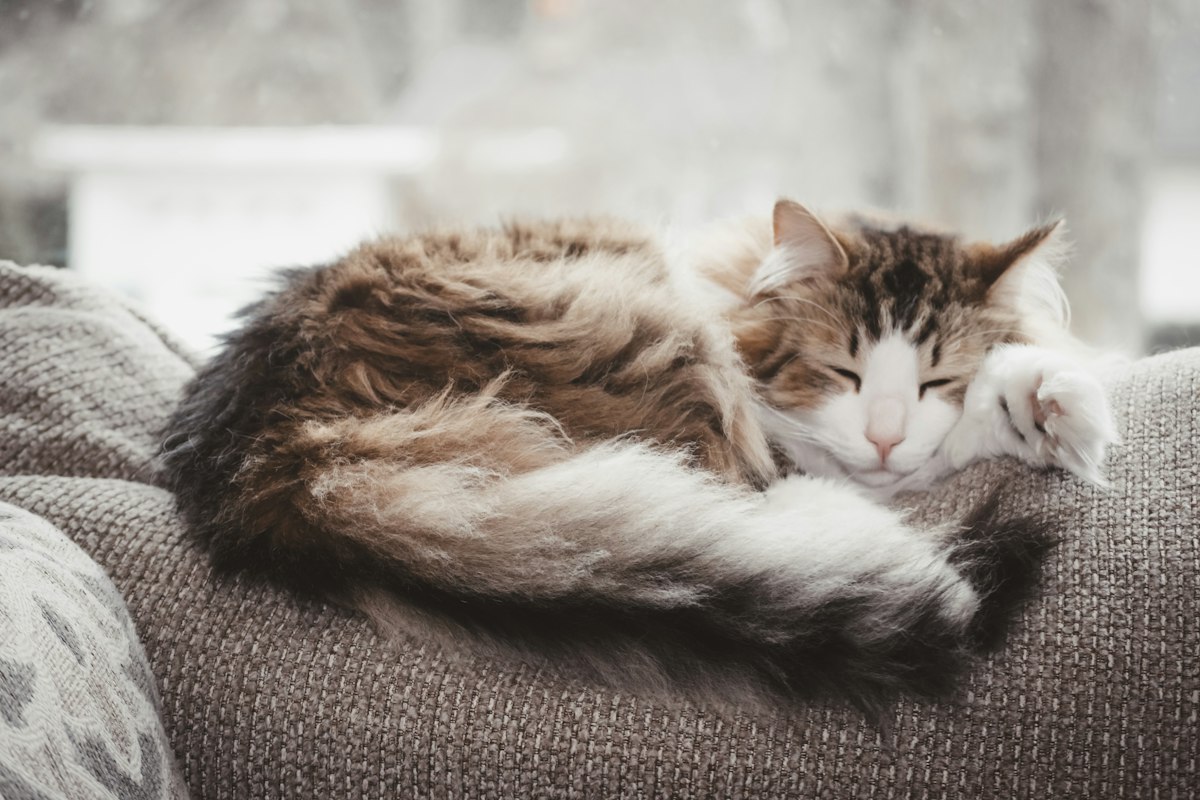 Older cat lying flat on a gray blanket
