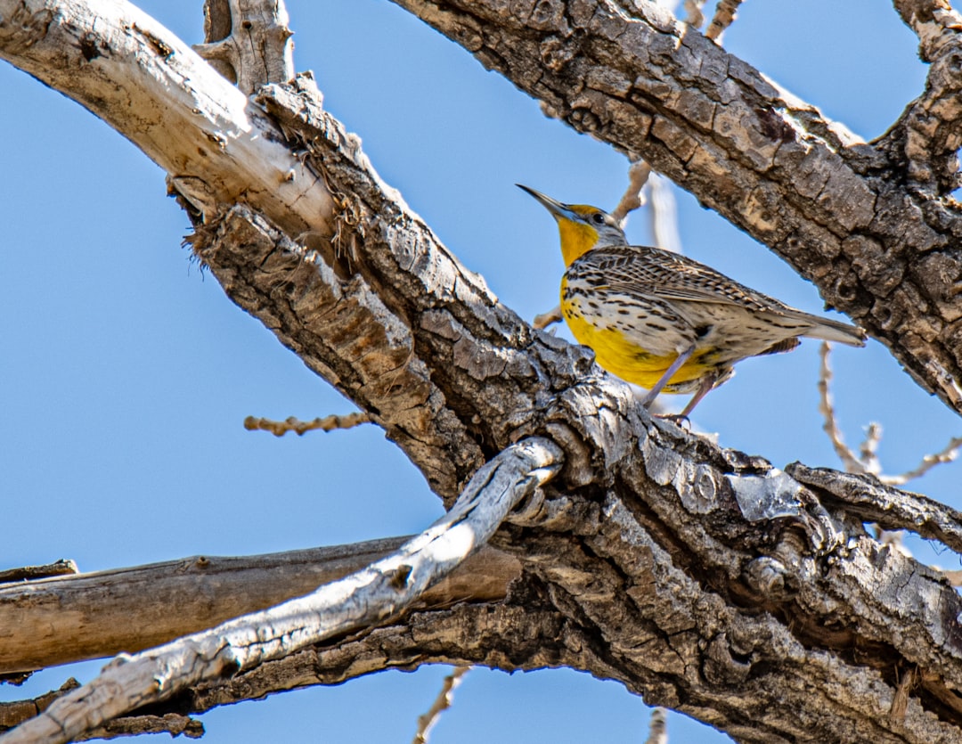 yellow and gray bird on brown tree branch during daytime