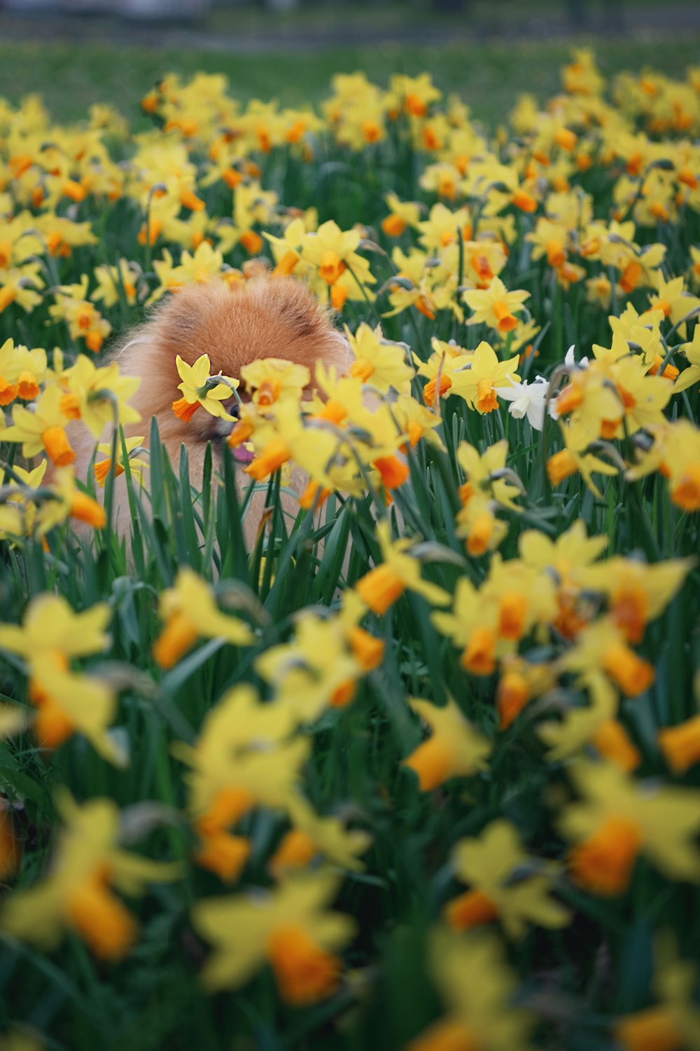 brown and white long coated animal on yellow flower field during daytime