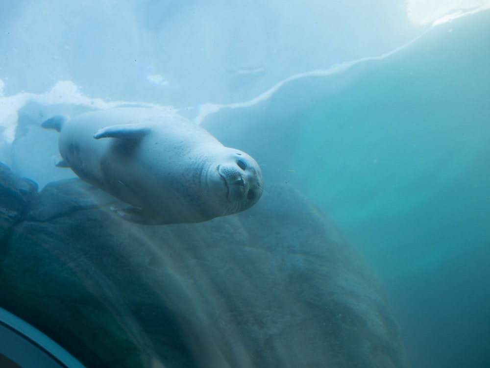 León marino en cuerpo de agua