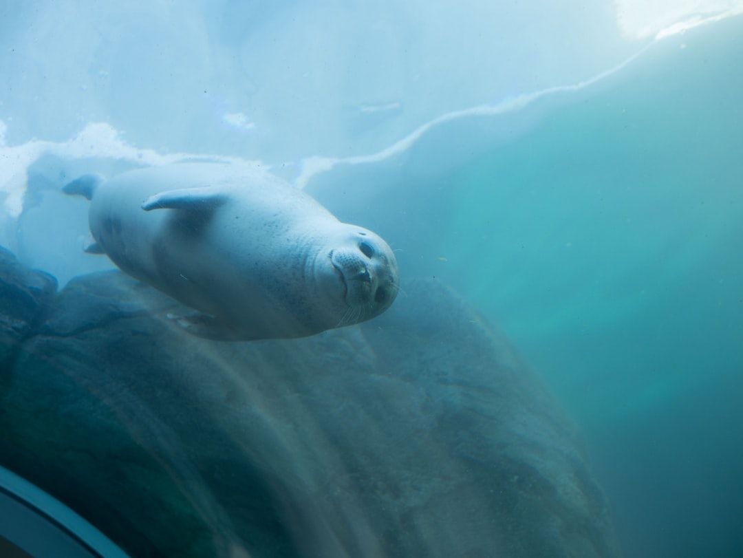 Underwater photo spot Zoo Drive Winnipeg