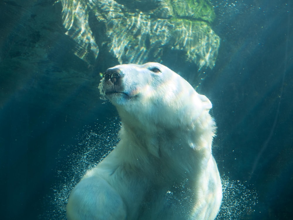 polar bear in water during daytime