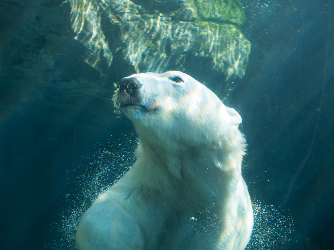 Fur-ious Farewell: Polar Bear Protesters Chilly Reception for Cruis… — Fur-ious Farewell
