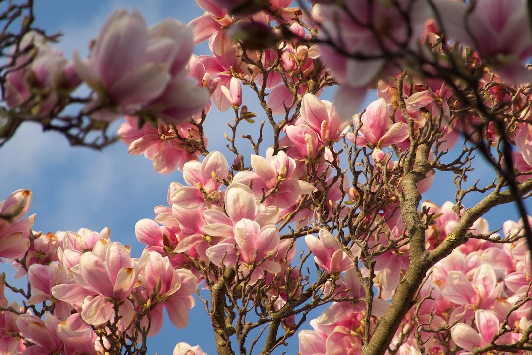 pink and white flowers in tilt shift lens