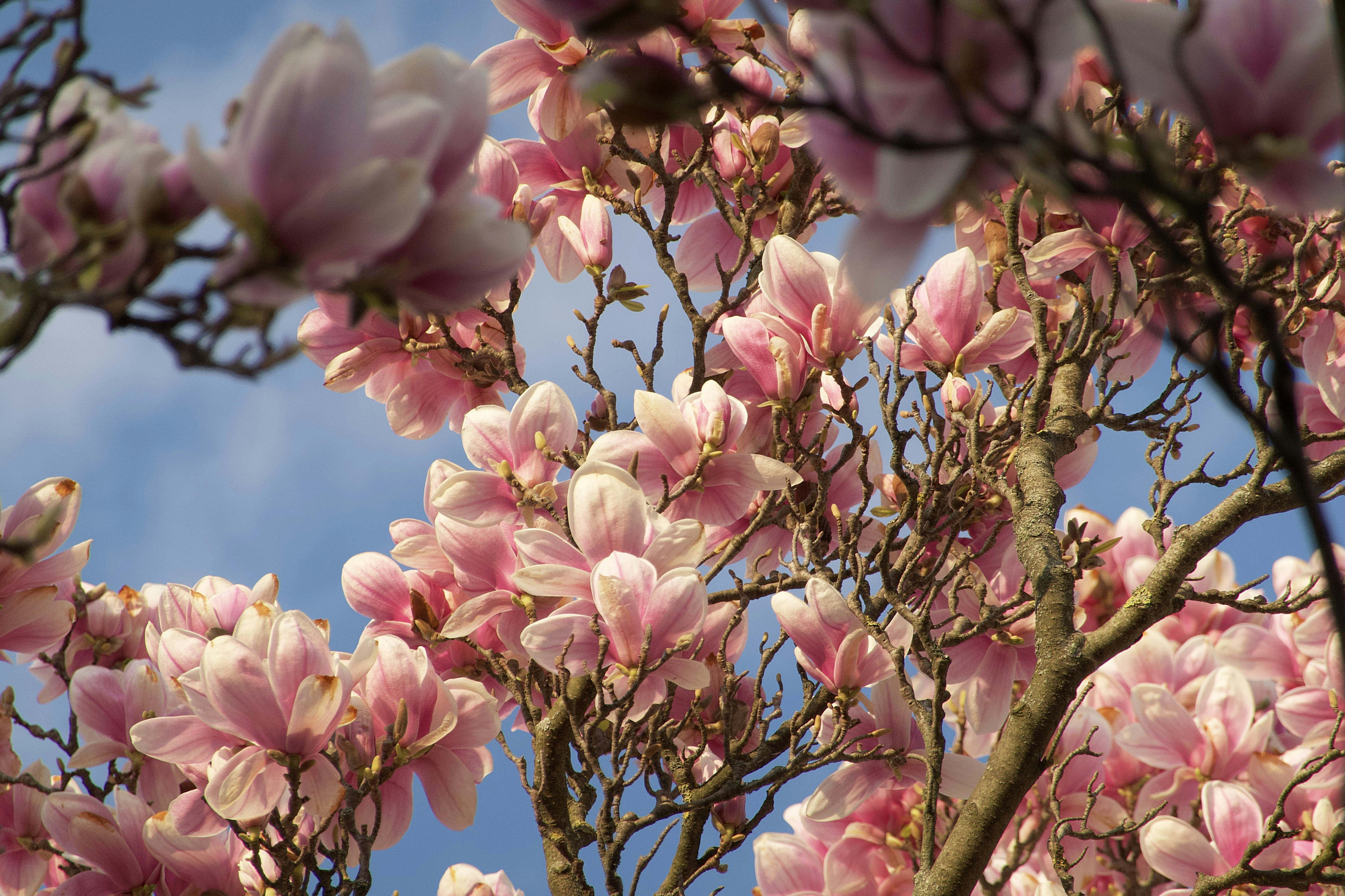 Hello spring, from under the Magnolia tree.