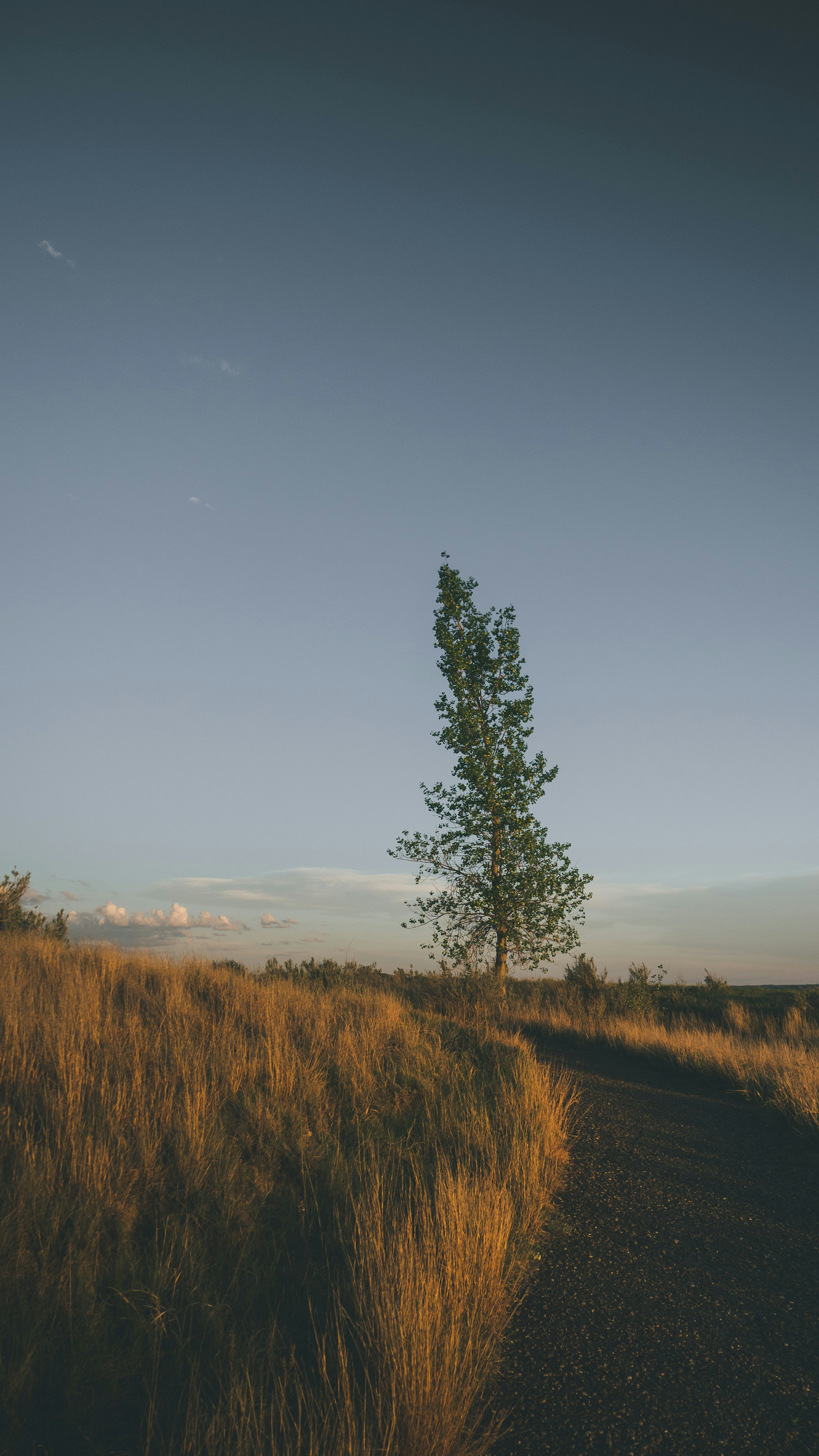 green tree on brown grass field under blue sky during daytime