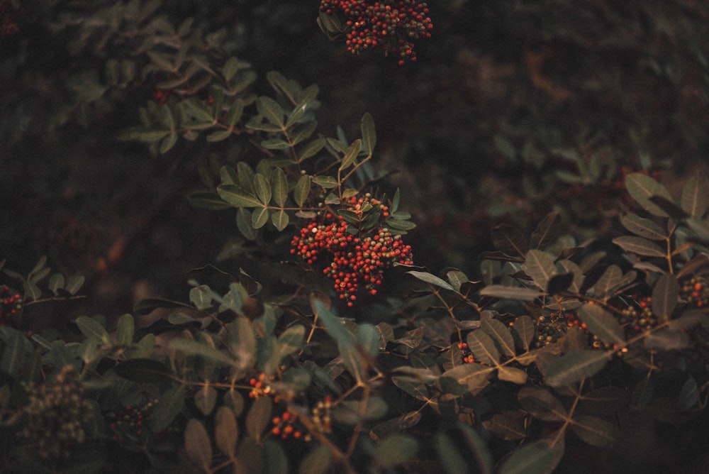 red and black round fruits