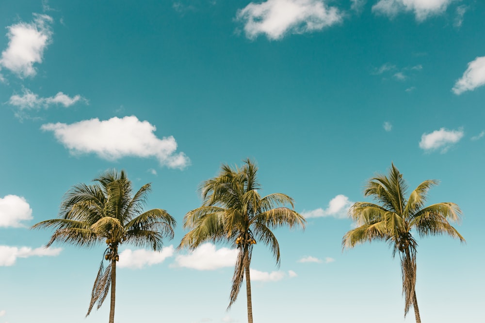 Palmera verde bajo el cielo azul durante el día