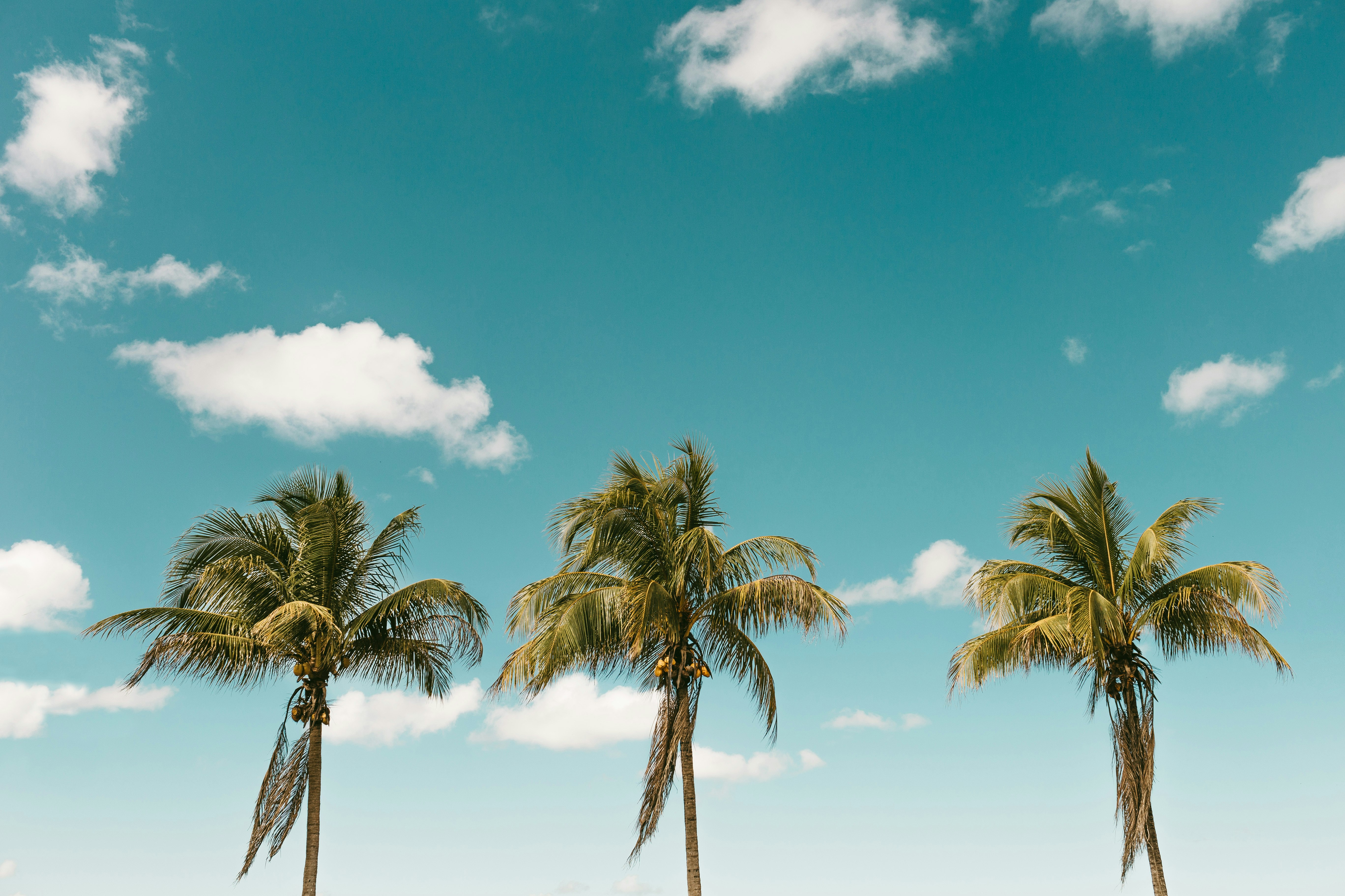 green palm tree under blue sky during daytime