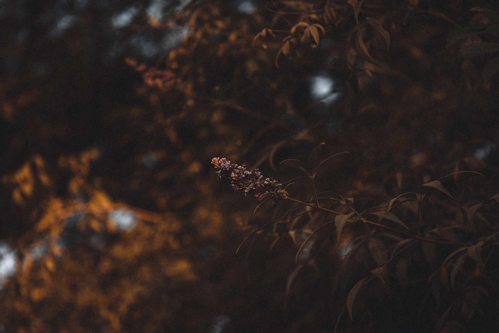 brown plant in close up photography