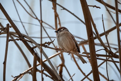 brown bird perched on brown tree branch during daytime