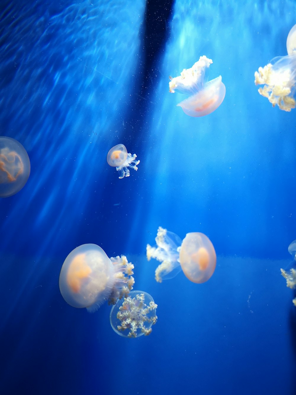 white jellyfish in blue water