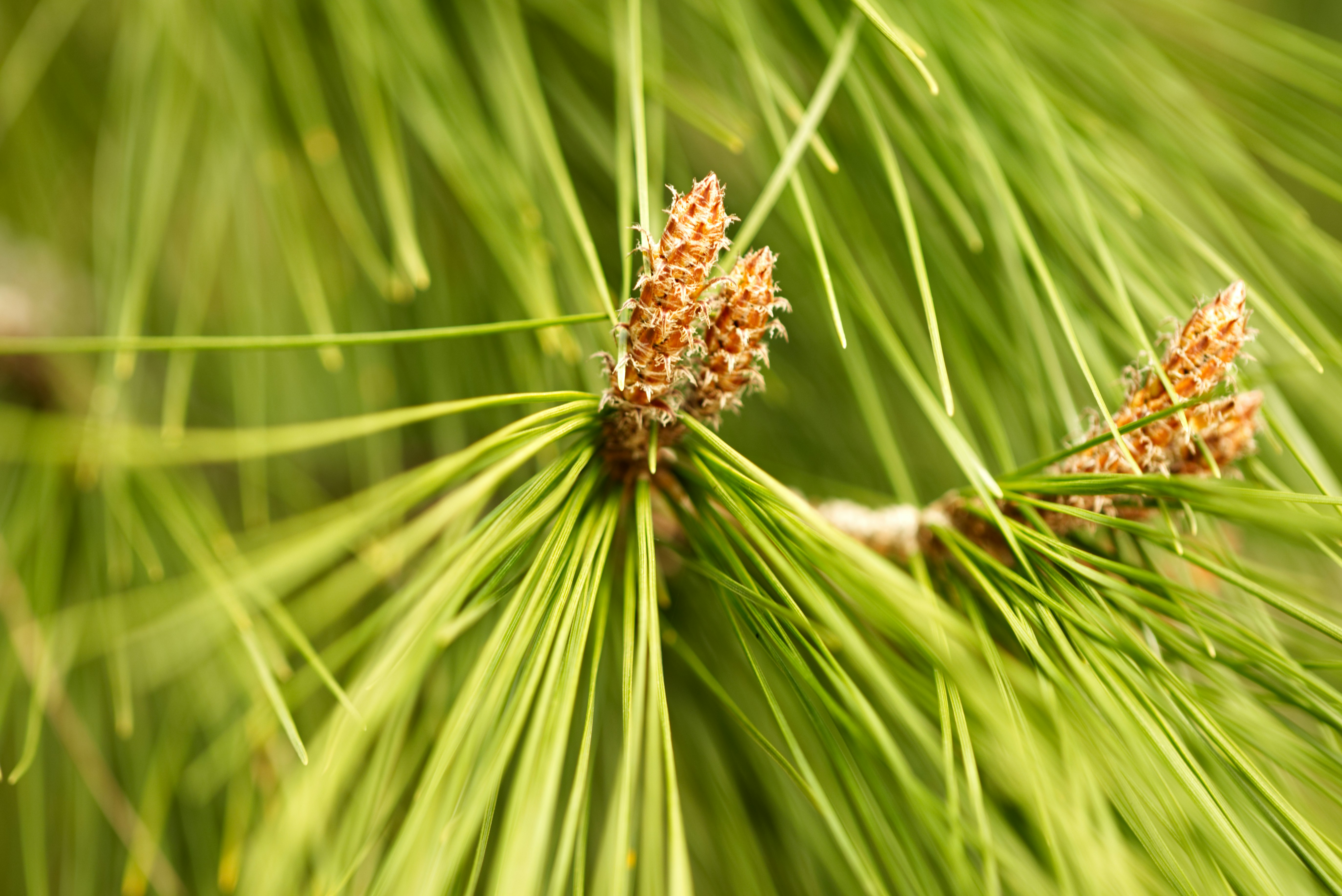 Photo by t_borozdin_photography