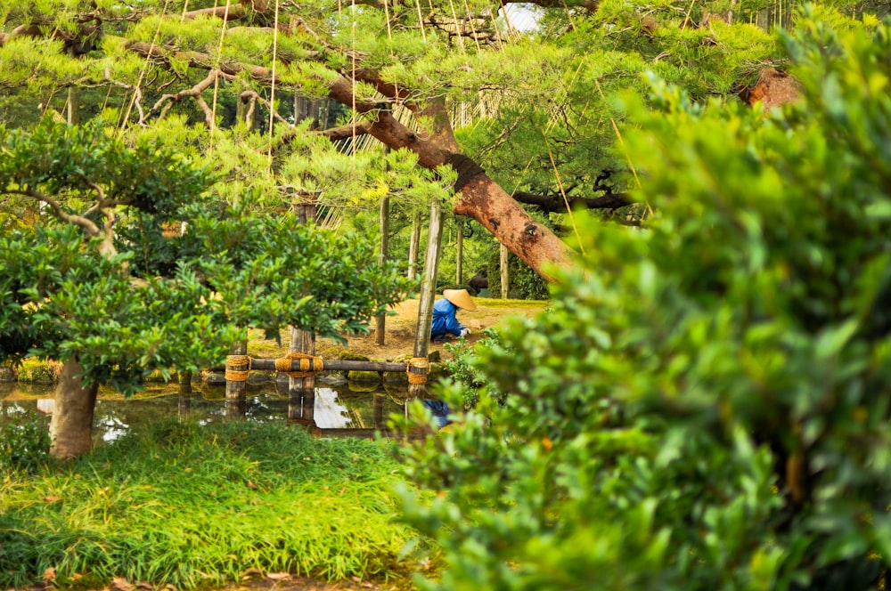 campo de grama verde com tronco de árvore marrom