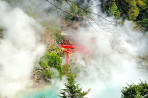green trees covered with fog