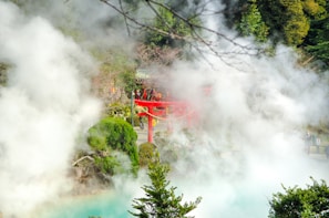 green trees covered with fog