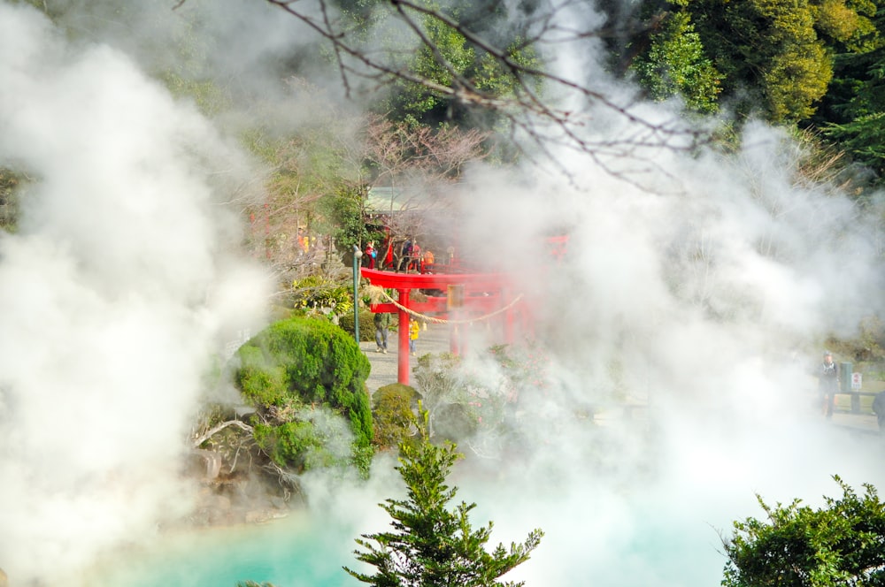 green trees covered with fog