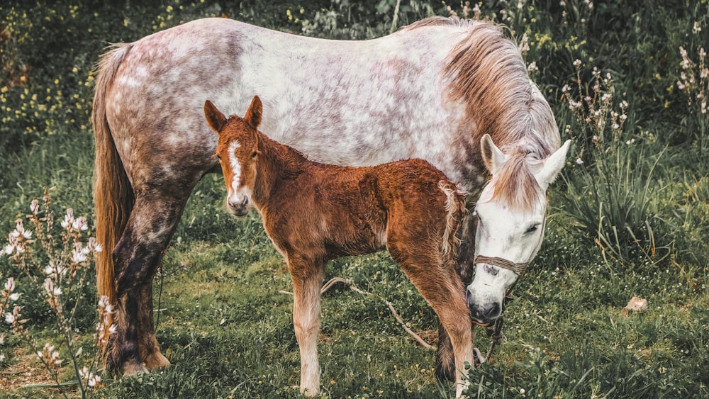 brown and white horse on green grass field during daytime