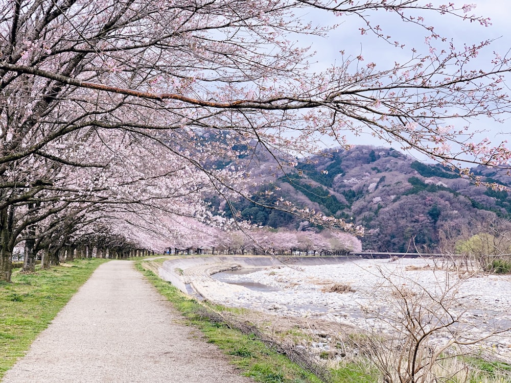 昼間、湖や山の近くの葉のない木々