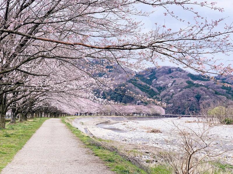 Cherry Blossom Season in Japan: Best Spots & Timing Guide