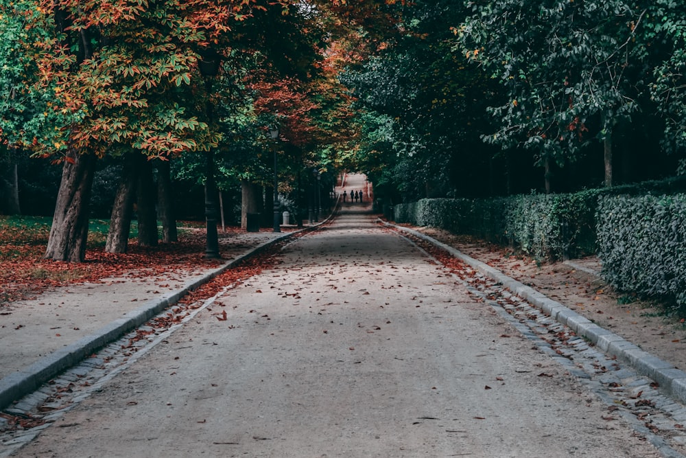 gray concrete road between green trees during daytime