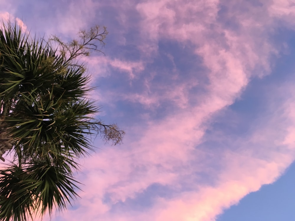 palmier vert sous ciel bleu