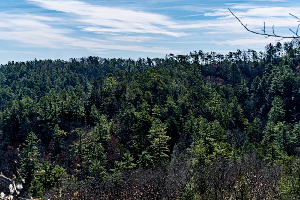 green trees under blue sky during daytime