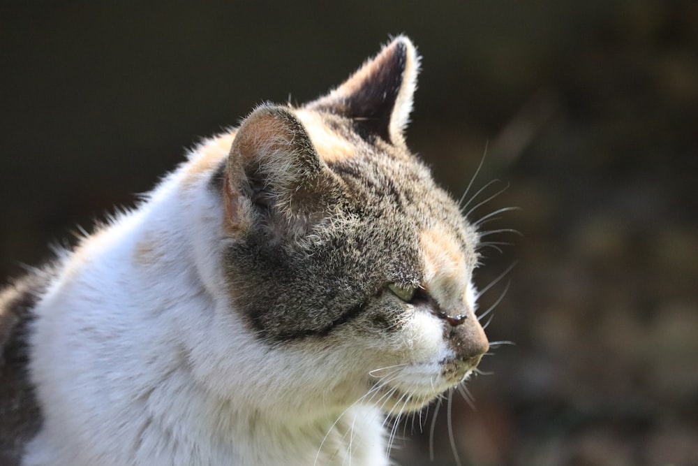 white and brown cat in close up photography