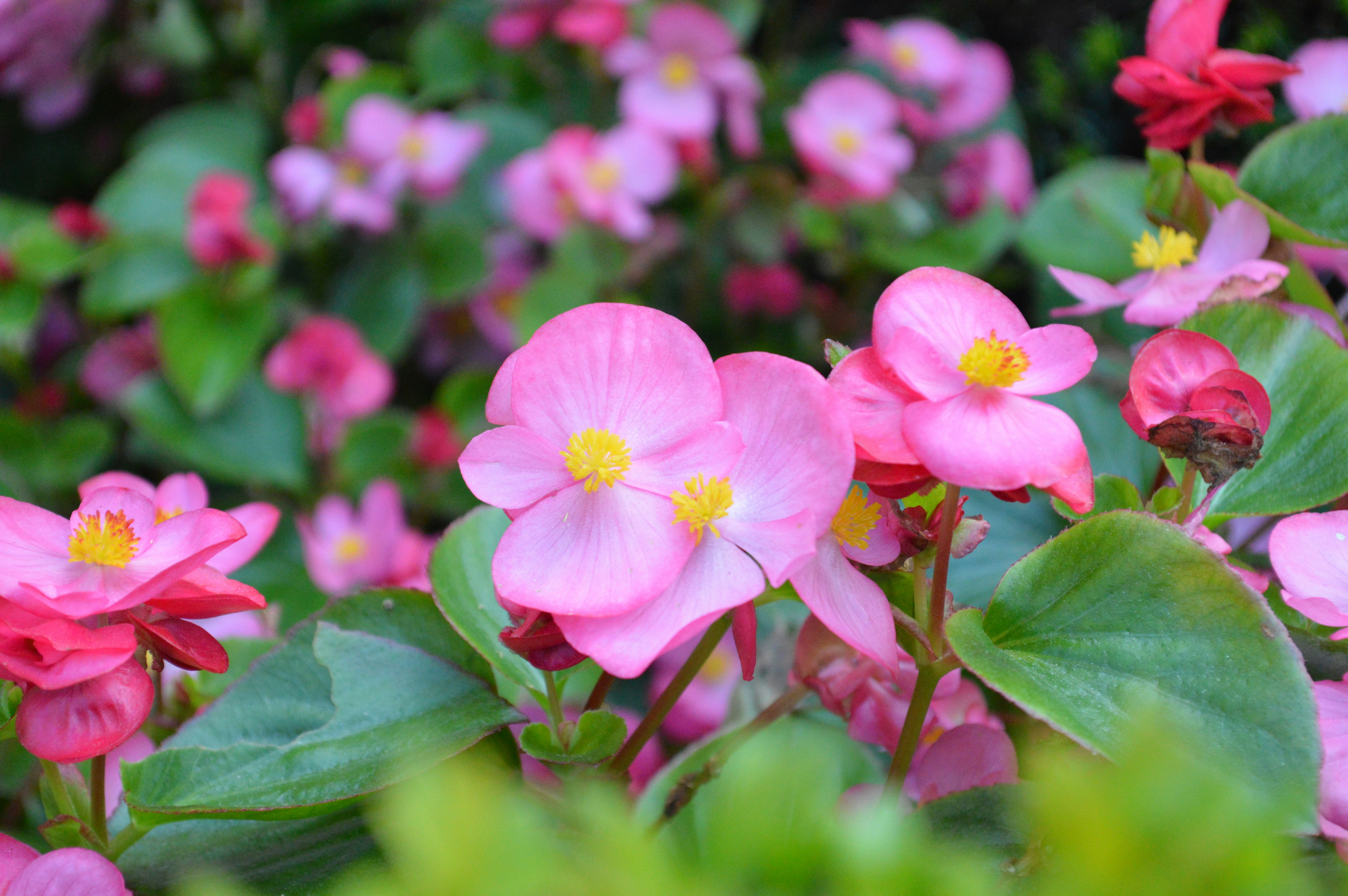 pink flowers with green leaves