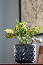 green plant on white and blue floral ceramic vase