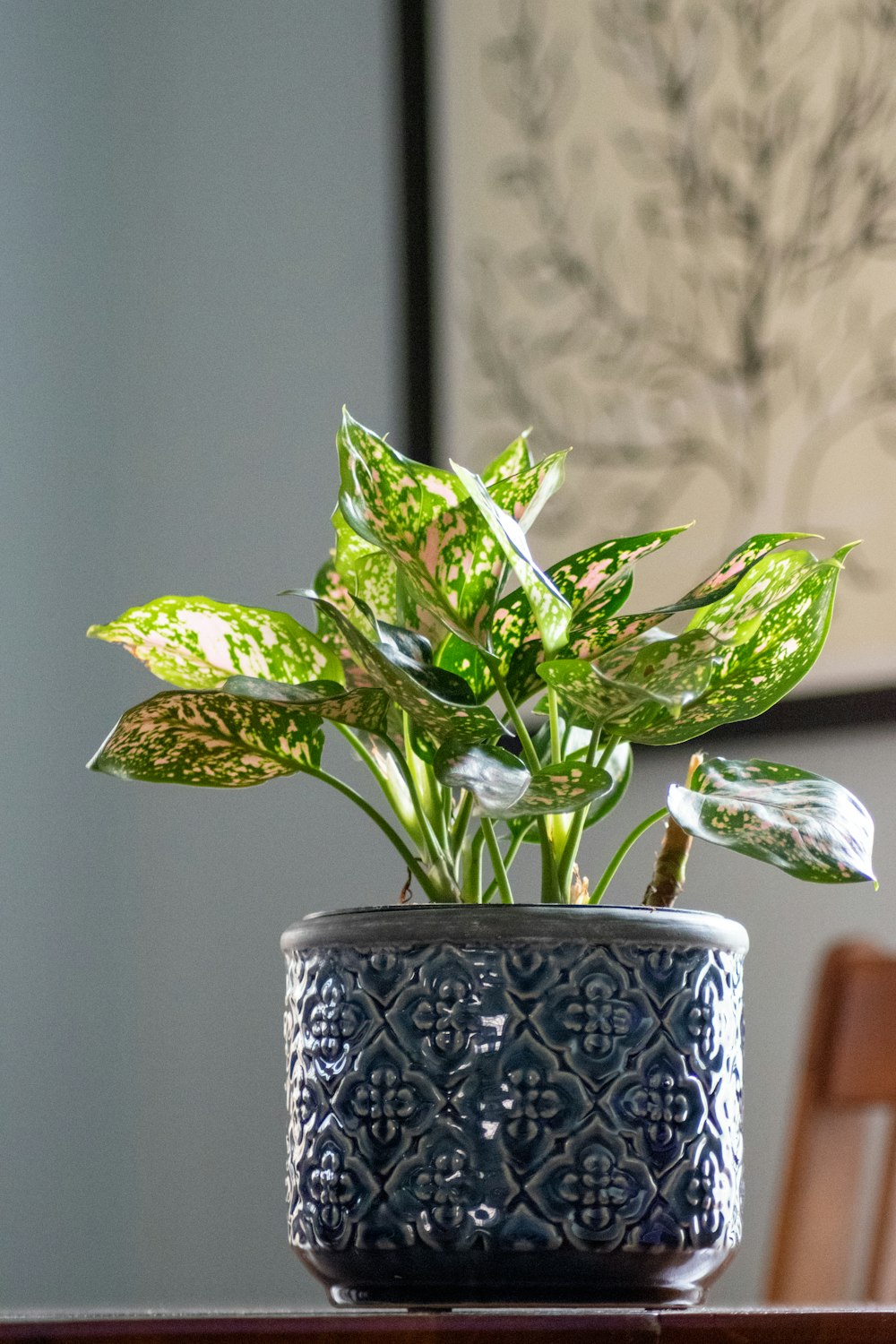 green plant on white and blue floral ceramic vase