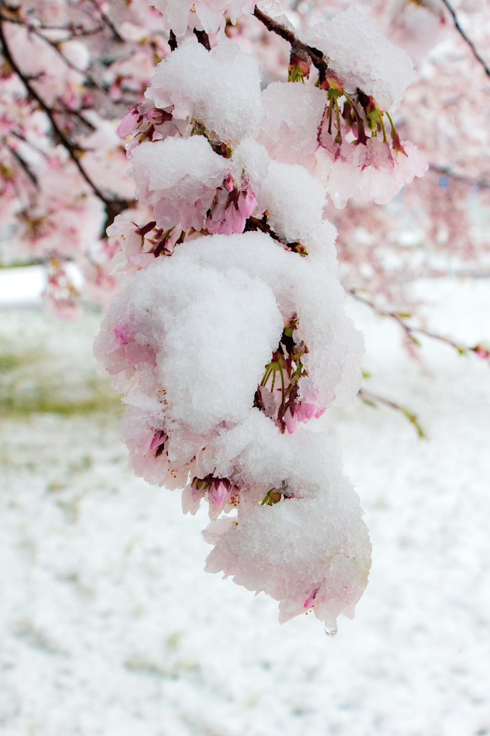 흰색과 분홍색 벚꽃 나무