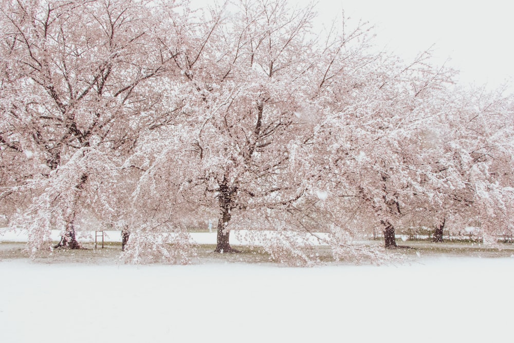 brown trees on snow covered ground during daytime