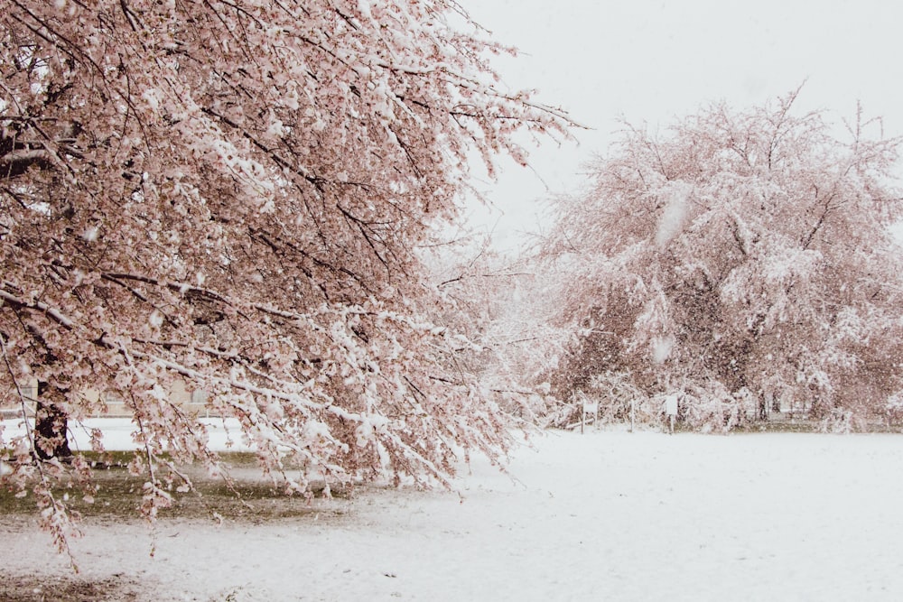 pink cherry blossom trees during daytime