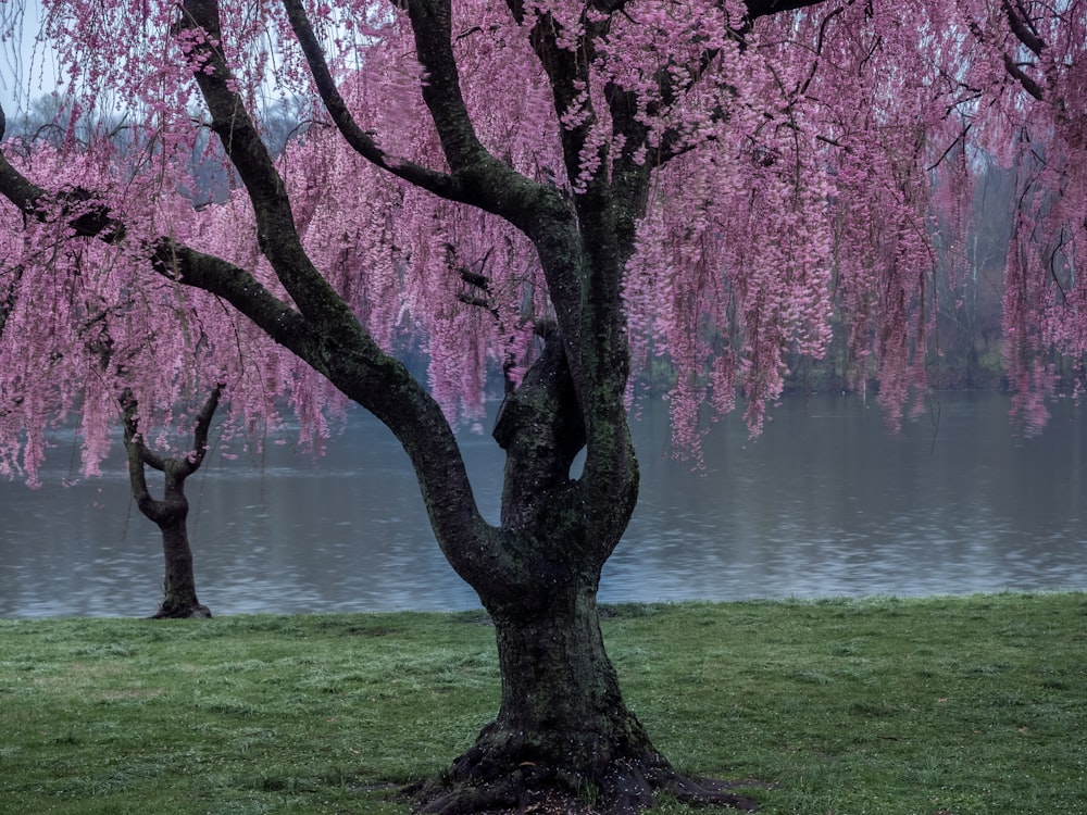 alberi a foglia rossa vicino a specchio d'acqua durante il giorno