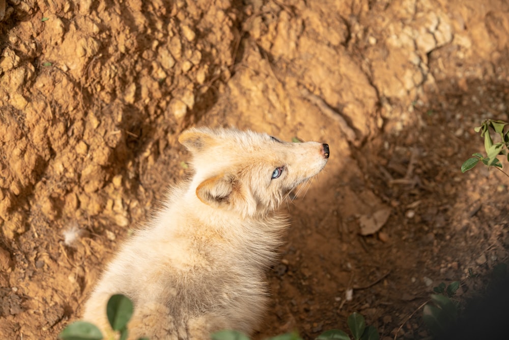 white and brown fox on brown ground