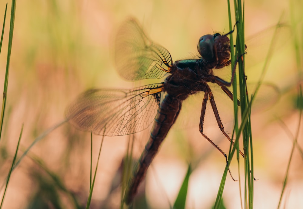blue and brown dragonfly on brown stem during daytime