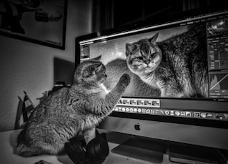 A curious cat is interacting with a computer screen displaying another cat image, seemingly trying to touch it. The setting appears to be a home workspace that includes headphones and a wall poster in the background.