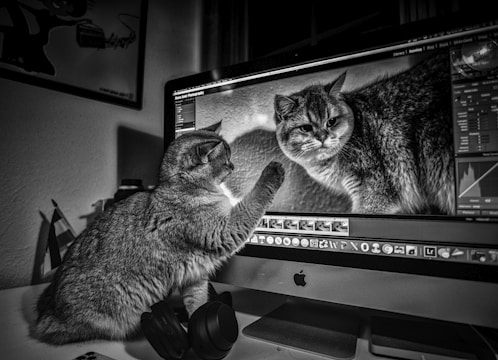 A curious cat is interacting with a computer screen displaying another cat image, seemingly trying to touch it. The setting appears to be a home workspace that includes headphones and a wall poster in the background.