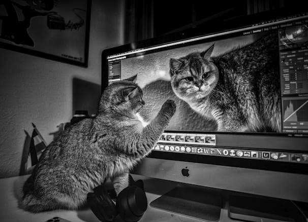 A curious cat is interacting with a computer screen displaying another cat image, seemingly trying to touch it. The setting appears to be a home workspace that includes headphones and a wall poster in the background.