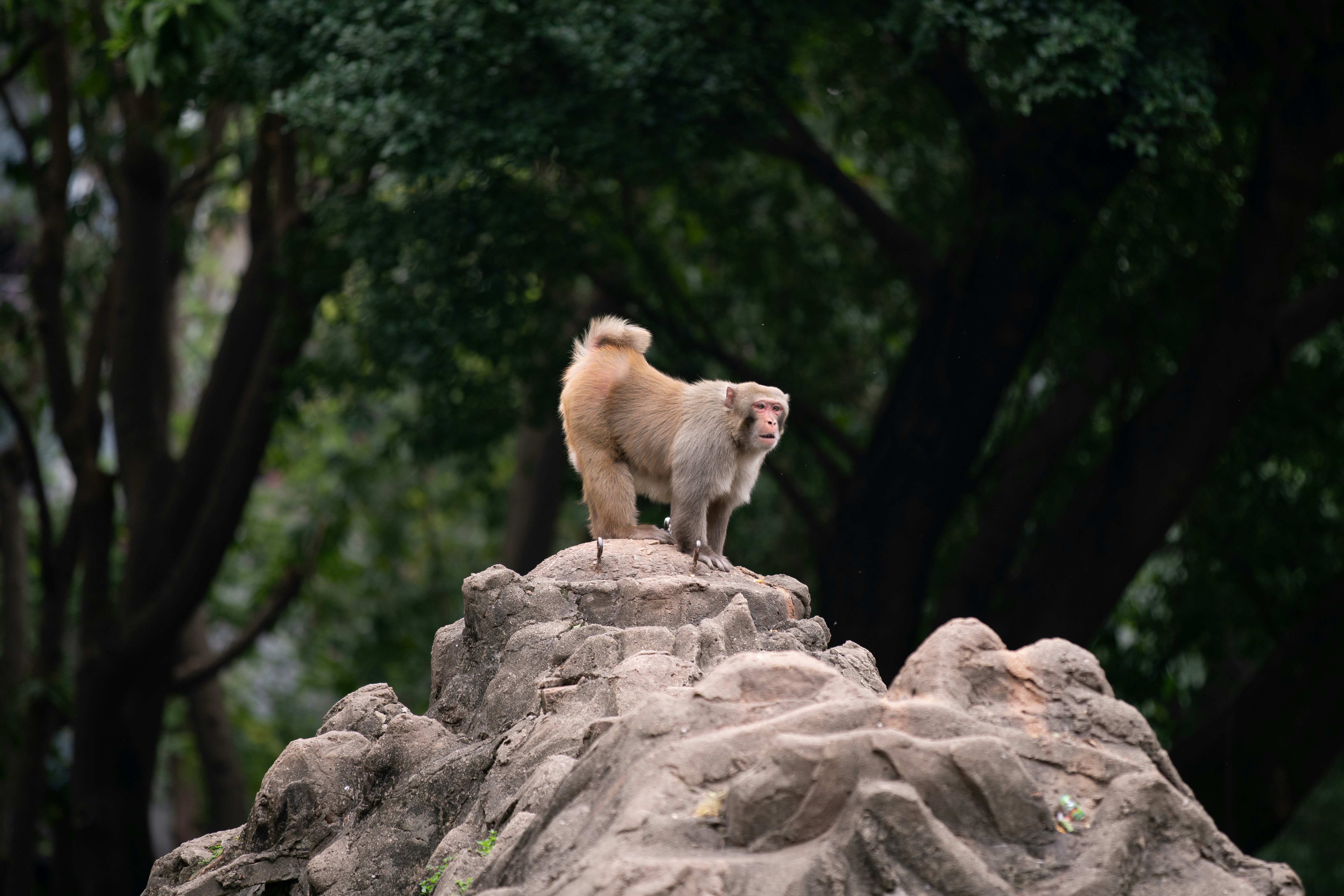 brown monkey on gray rock during daytime