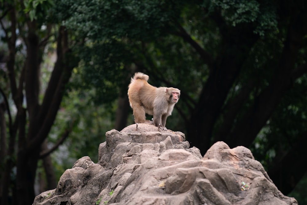 brown monkey on gray rock during daytime