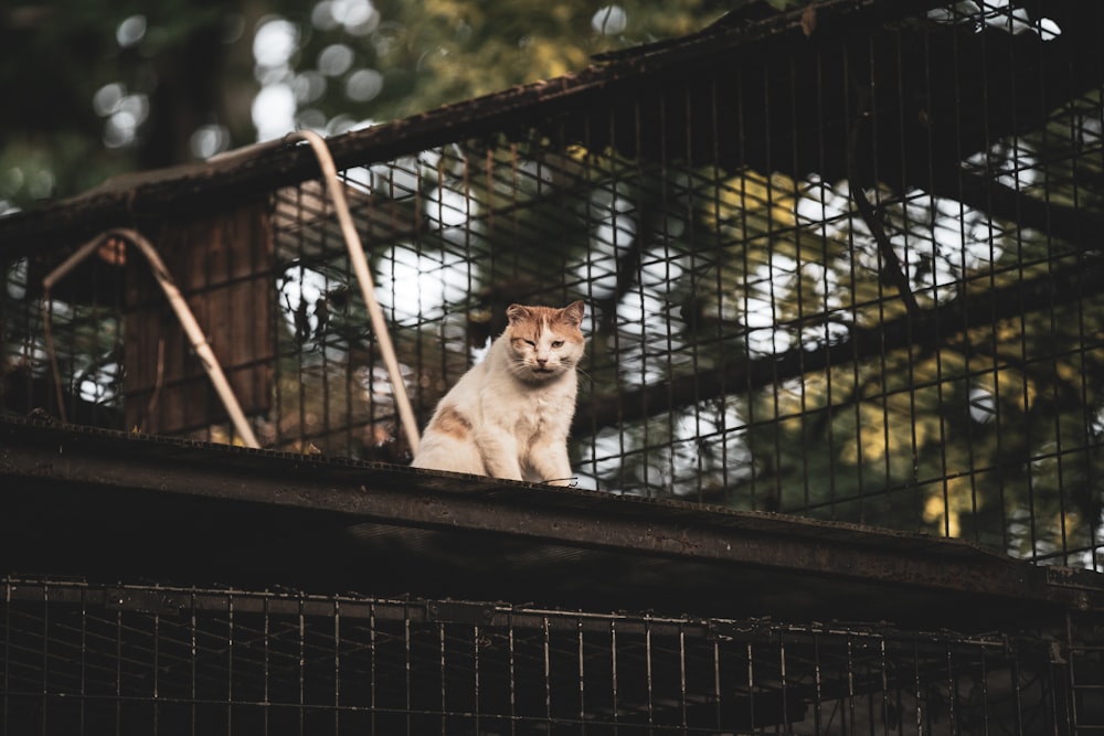 white and brown cat on black metal fence