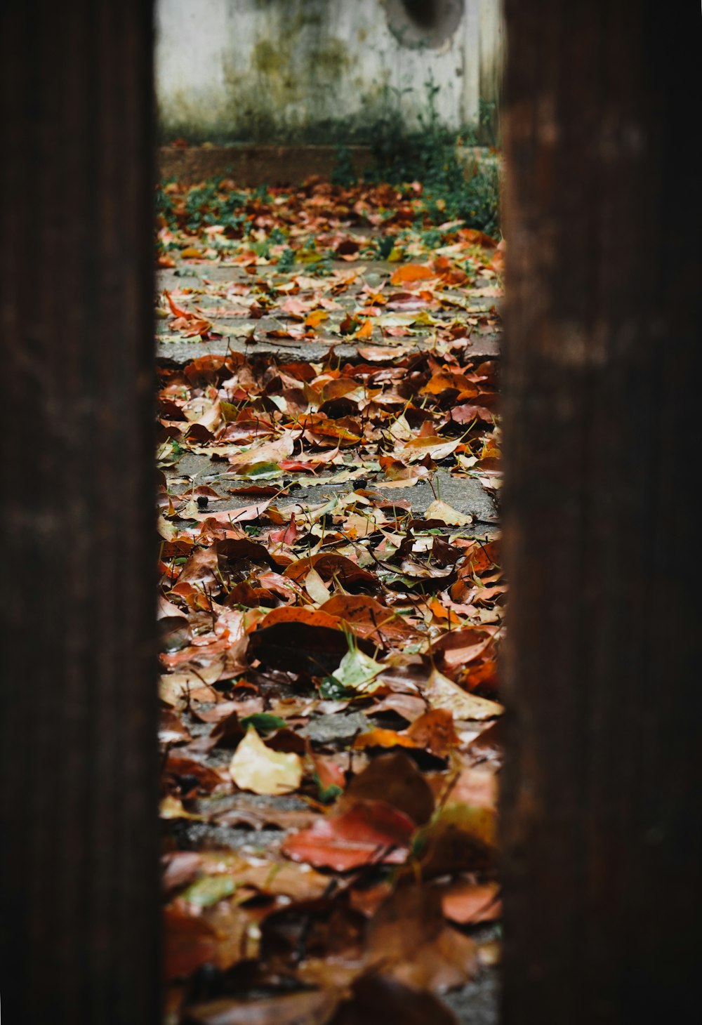 brown dried leaves on ground